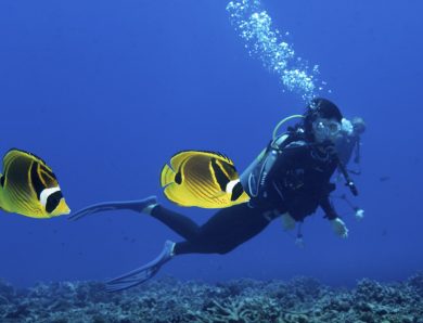 Scuba Diving in the Tropics