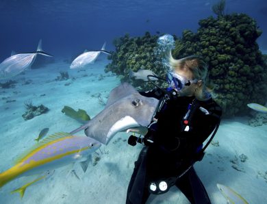 Scuba Diving in the British Virgin Islands